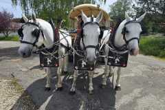 IMG-20260530-WA0020